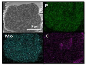 MoPx / 흑연/ 그래핀 탄소 복합조립입자 단면 SEM 및 EDS 분석