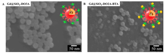 실리카로 코팅된 가돌리늄 표면에 두 가지의 리간드를 수식한 나노 입자의 주사형 전자현미경 관찰 사진.