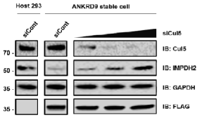 ANKRD9 과발현 세포주에서 Cul5 저발현에 따른 IMPDH2 발현의 증가