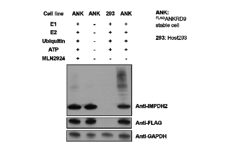 ANKRD9 복합체에 의한 IMPDH2의 유비퀴틴화