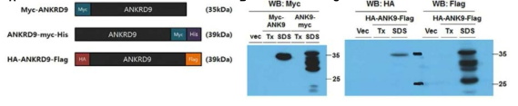 N-말단 또는 C-말단에 꼬리표를 단 ANKRD9 유전자 발현 확인.