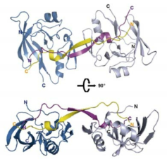 Capicua-Ataxin-1의 동형4량체(heterotetramer) 3차원 구조