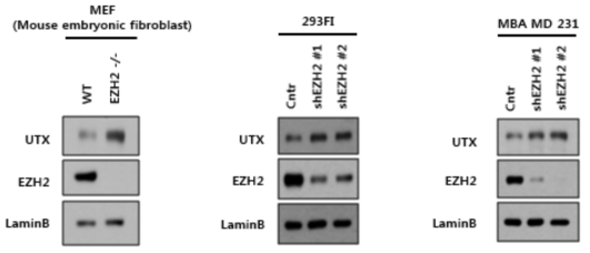 다앙한 세포주에서의 EZH2 발현저하와 UTX 발현 증가.
