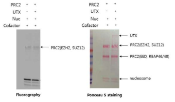 EZH2에 의한 UTX 단백질의 메틸화(methylation) 분석