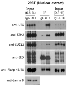 293T 세포에서 UTX와 PRC2 복합체 단백질들의 결합 확인