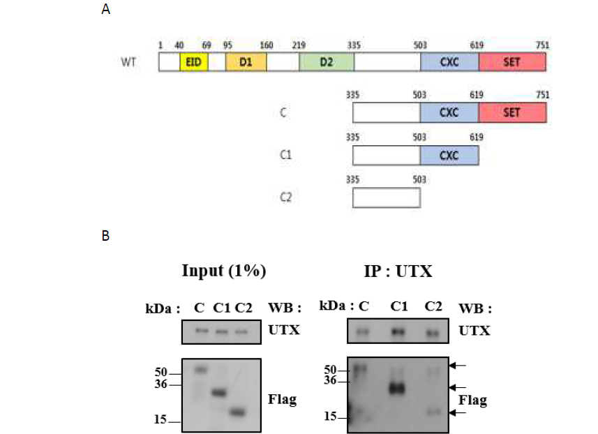 EZH2 야생형과 도메인 변이체들이 일시 과발현하는 293T 세포에서 UTX와의 결합 분석