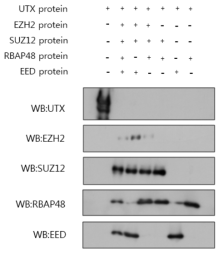 UTX 및 PRC2 복합체에 속하는 단백질들의 분리 확인