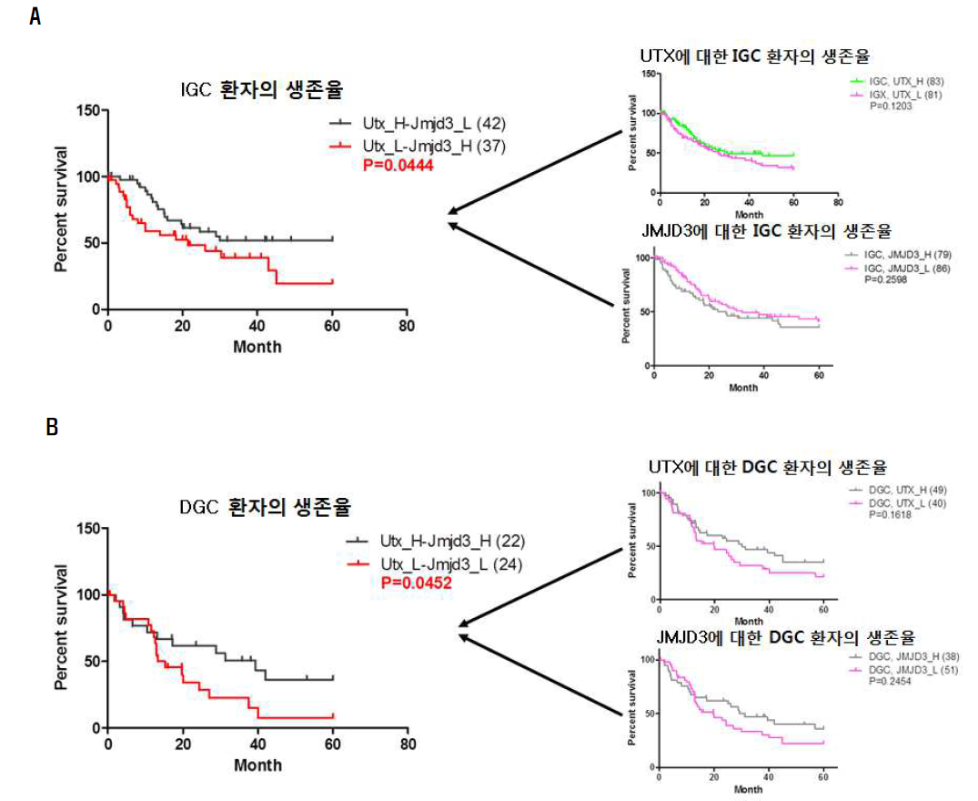 위암 환자의 UTX, JMJD3 발현에 따른 생존율 분석