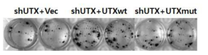 UTX 회복 IGC 세포주 MKN28의 군락형성.