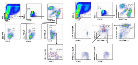 흑색종 B16-F10 이식으로 발생한 암조직 침윤 면역세포의 유세포 분석