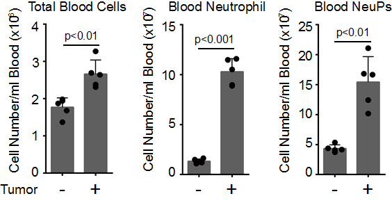 암 모델 생쥐 혈액 내 면역세포 조성 분석