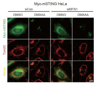 Mfn1 knockdown시 STING 이동성 확인