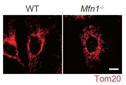 Mfn1 결핍 MEF에서의 활력체 역동성 확인
