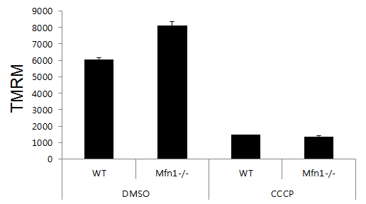 Mfn1 결핍이 활력체 막전압에 미치는 영향