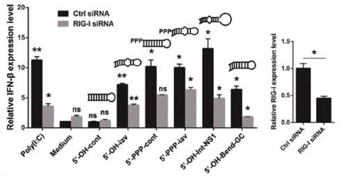 인플루엔자 바이러스 panhandle 구조 유래 RNA의 인터페론 생성
