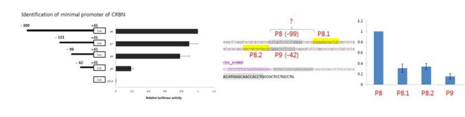 Cereblon의 프로 모터를 5‘ 말단으로부터 절단하여 H929 세포에서 활성을 측정하여, P8과 p8.1 사이 염기서열이 활 성에 중요함을 발견