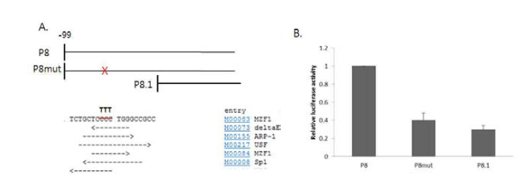 8과 P8.1 사이의 염기서열에 결합 할 가능성이 있는 transcription factor element를 TRANSFAC 검색으로 동정하 고. 돌연변이 제조를 통한 발현 촉진 유전 자 염기서열 결정하여, MZF-1과 SP1을 cereblon 조절 유전자 후보로 결정함.