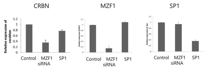 RNA interference를 이용한 MZF1과 SP1의 knockdown으로 cereblon (CRBN) 발현 변화에 미치 는 영향을 관찰하여 최종적으로 MZF1 을 cereblon 유전자로 동정