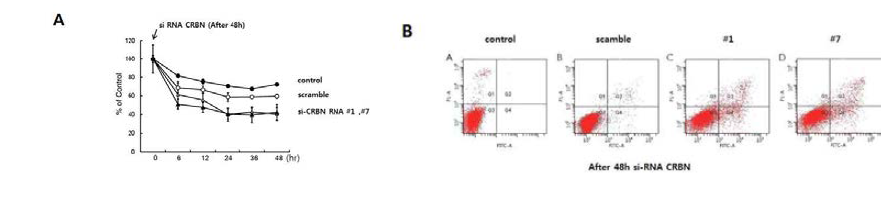 Cereblon siRNA #1과 #7에 의한 세포수 의 감소와 apoptosis population (Annexin V posistive) 의 증가