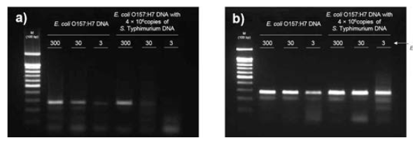 E. coli O157:H7 DNA 검출을 위한 conventional PCR (a), emulsion PCR (b) 적용