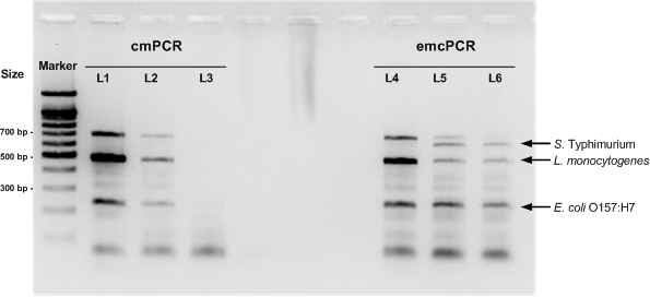 혼합 식중독균 DNA의 conventional multiplex PCR (cmPCR) 및 emulsion multiplex PCR (emcPCR).