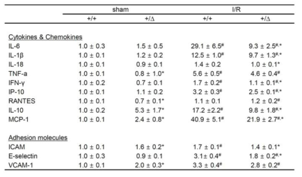 Quantitative RT-PCR analyses of mRNA’s for inflammatory genes and adhesion molecules in the renal outer medullae of TonEBP+/Δ mice (+/Δ) and their TonEBP+/+ litter mates (+/+) after I/R or sham treatment.