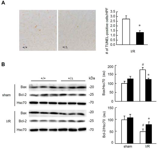 Renal apoptosis and expression apoptotic proteins in TonEBP+/Δ (+/Δ, filled bars) mice and their TonEBP+/+ littermates (+/+, open bars) after I/R or sham treatment of kidneys