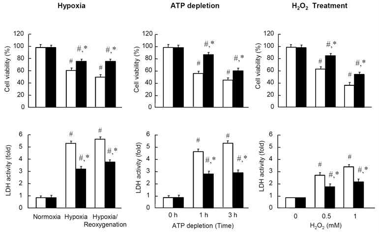 Effects of TonEBP knockdown on cell viability and release of lactate dehydrogenase (LDH).