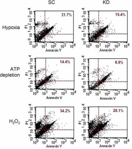 Effects of TonEBP knockdown on apoptosis.