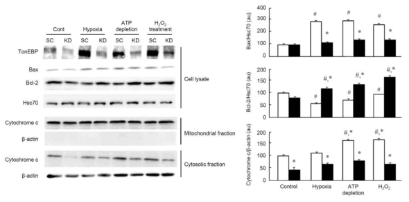 Effects of TonEBP knockdown on expression of Bax and Bcl-2, and cytoplasmic release of cytochome c.