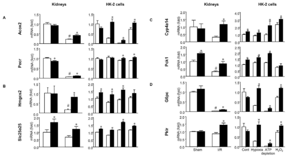Quantitative RT-PCR analyses of mRNA in kidneys (left) and HK-2 cells (right) for selected genes