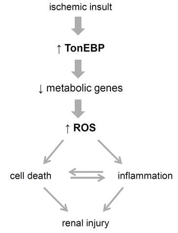 Model of TonEBP’s role in ischemia/reperfusion -induced renal injury.