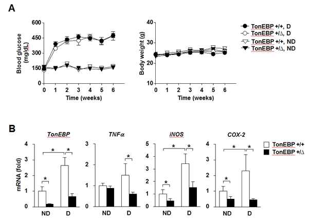Diabetes-induced M1 macrophage polarization is reduced in TonEBP deficient mice.