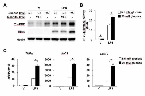 High glucose induces TonEBP, and stimulates NFkB and its target genes in Raw264.7 cells.