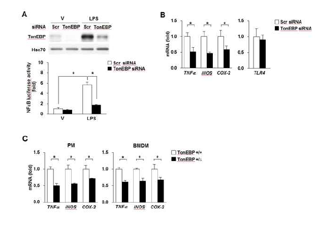 TonEBP deficiency inhibits NFkB and reduces pro-inflammatory genes in macrophages under high glucose conditions.