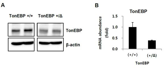 TonEBP+/Δ 마우스로부터 분리배양한 혈관사이세포에서 TonEBP의 발현 감소 확인