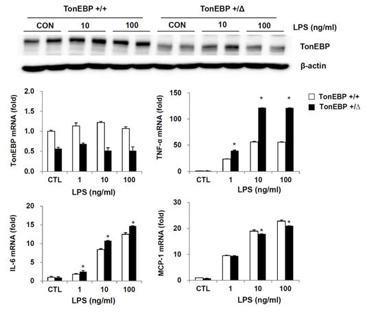 혈관사이세포에서 LPS로 매개되는 염증성 사이토카인의 발현의 TonEBP 비의존성