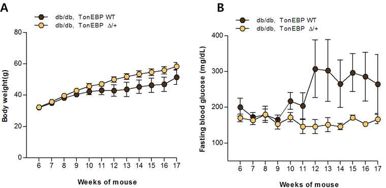 db/db 마우스의 체중 및 혈당에서 TonEBP가 미치는 영향