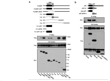 TonEBP interacts with p65 via respective RHDs.
