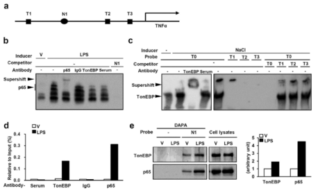 TonEBP binds to the κB site of the TNFα promoter without direct interaction with DNA.