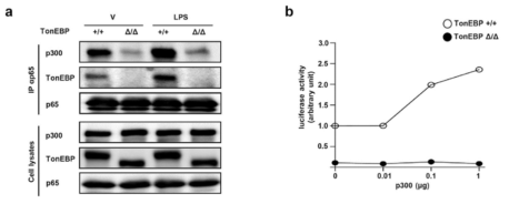 The TonEBP Δ protein is unable to recruit p300 co-activator to p65.