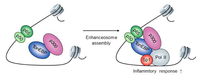 Schematic model of NFκB enhanceosome assembly in response to inflammatory stimulation