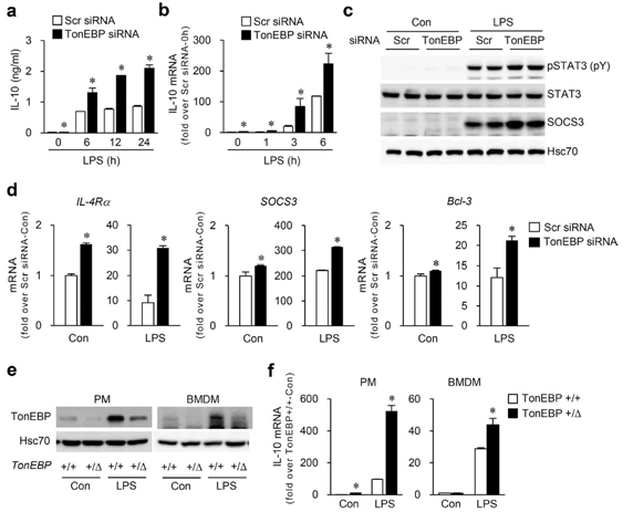 TonEBP reduces the expression and signaling of IL-10 in M1 macrophages.