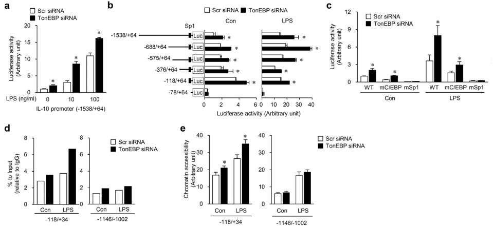 TonEBP suppresses the IL-10 promoter by blocking Sp1 recruitment and chromatin accessibility.