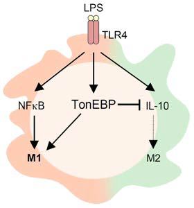 Schematic proposed mechanism of TonEBP-mediated M1 macrophage activation.