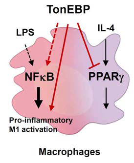 TonEBP에 의한 대식세포 M1/M2 활성 조절 기전