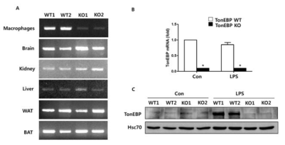 골수성세포 (myeloid cell) 특이적으로 TonEBP 발현이 억제된 마우스 모델 확립