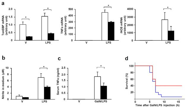 Reduced inflammation and septic death in mice with myeloid-specific deletion of the TonEBP gene.