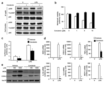 Cerulenin breaks up the TonEBP-p300-p65 interaction and reduces inflammation.