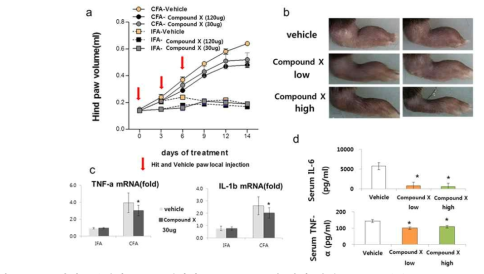 류마티스관절염 동물모델에서 compound X의 항염 활성.